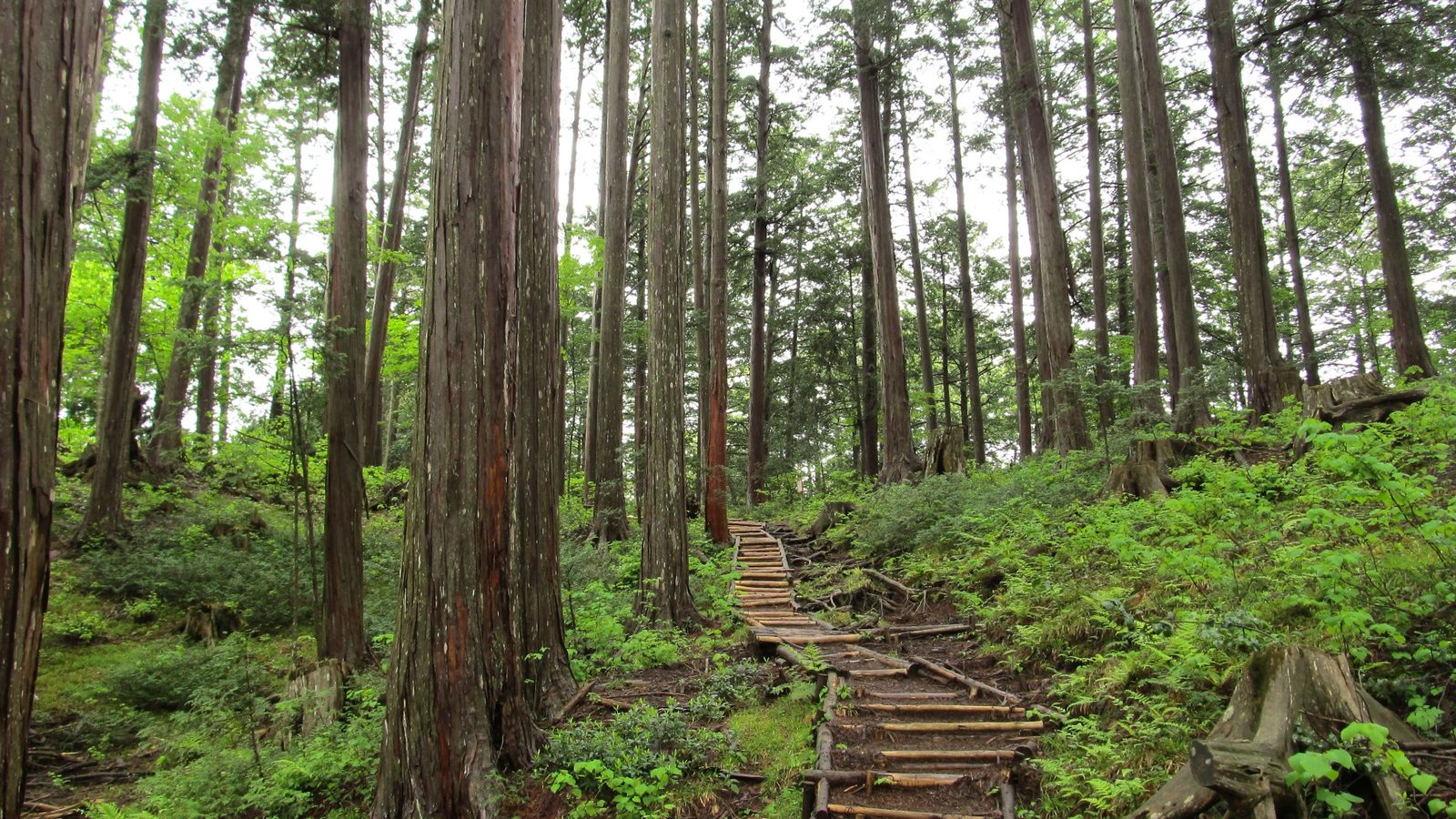 木曽ヒノキの森（散策路）